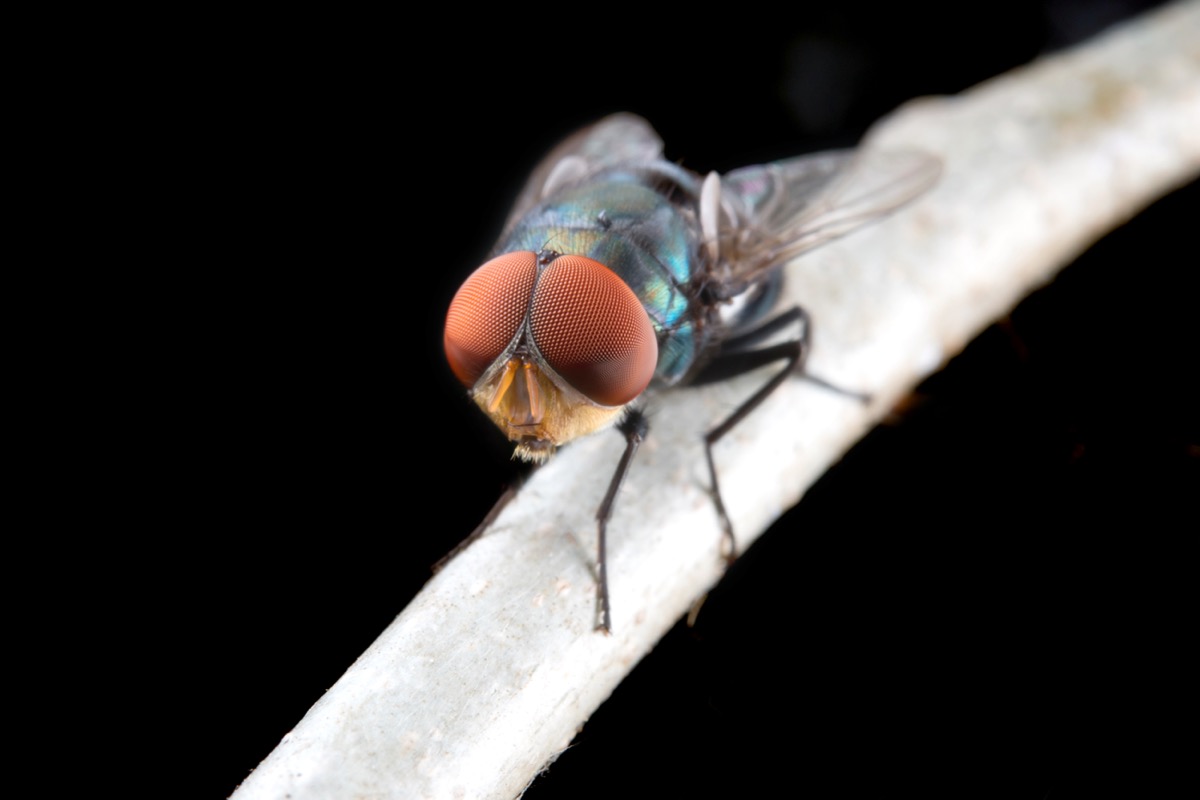 Sposób na muszki owocówki: jak stosować liść laurowy?