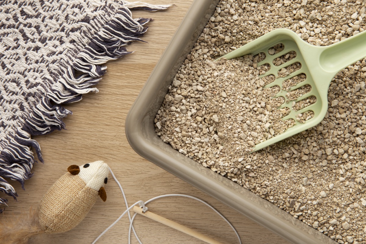 Kuweta Curver dla kota – ekologiczne rozwiązania dla pupila