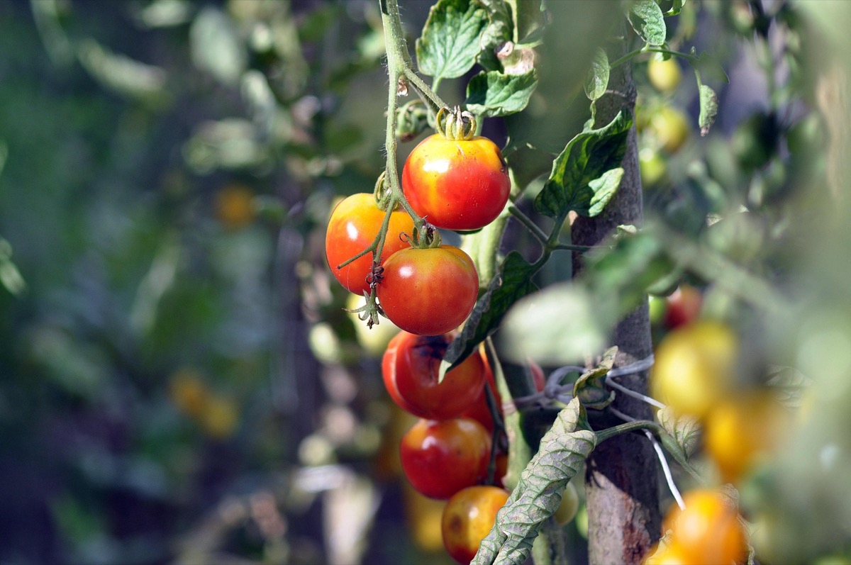 Nowoczesny warzywniak – jak stworzyć ogród warzywny?