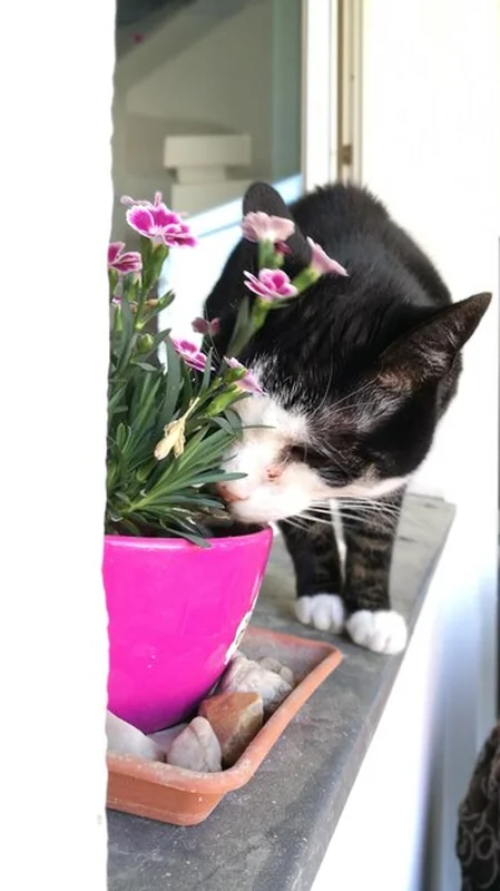 Kot i roślina na parapecie