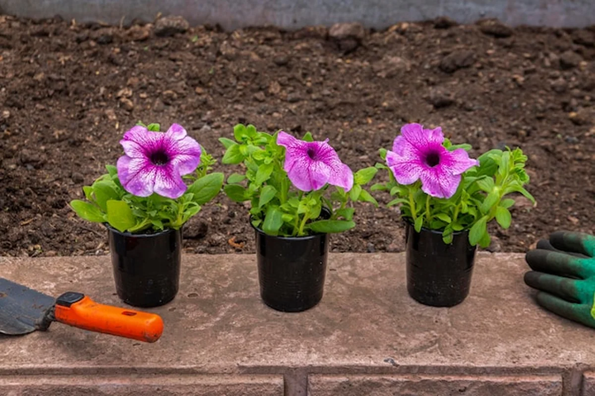 Sadzonki kwitnących petunii na klombie w ogrodzie