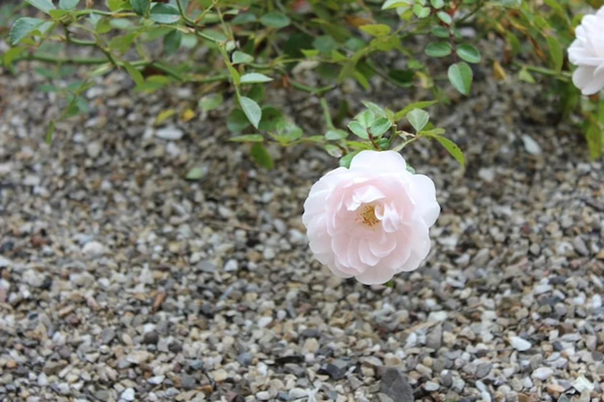 Zbliżenie różowych kwiatów