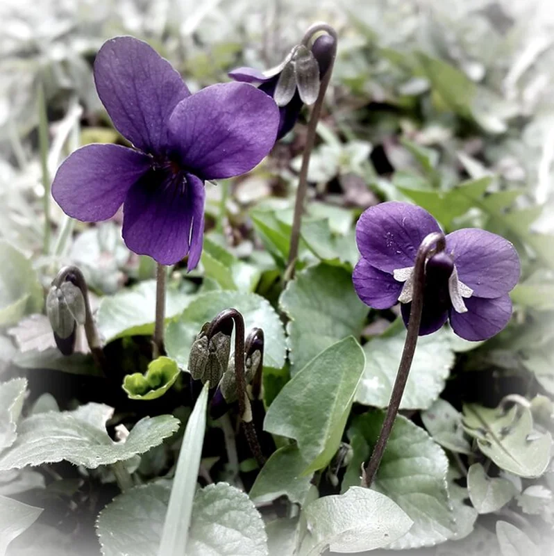 Zbliżenie fioletowych kwiatów