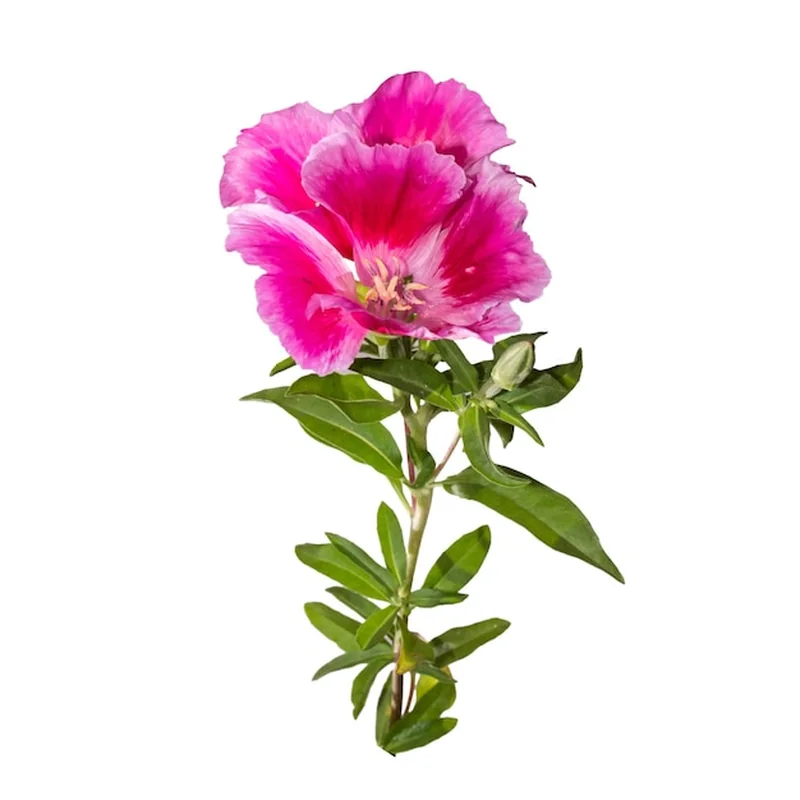 Godecja wielkokwiatowa w donicy – jak ją uprawiać w ogrodzie?