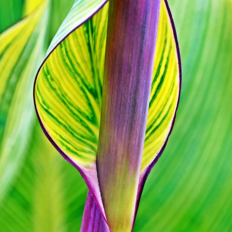 Jak rozmnażać funkię z liści? Porady dla ogrodników