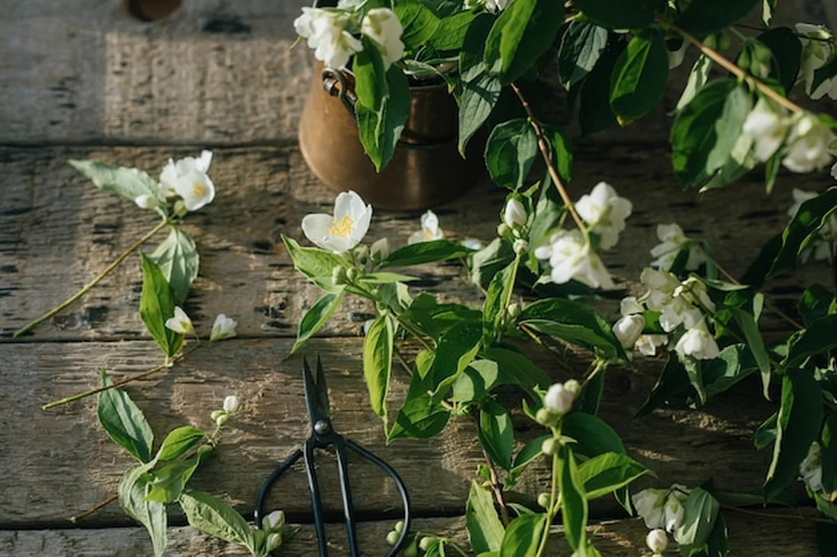 Kwiaty jaśminu i nożyczki na drewnianym tle pod światłem