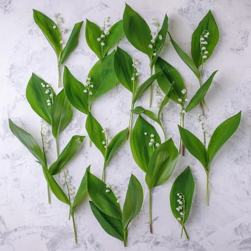 Kiedy ścinać liście konwalii? Pielęgnacja w ogrodzie