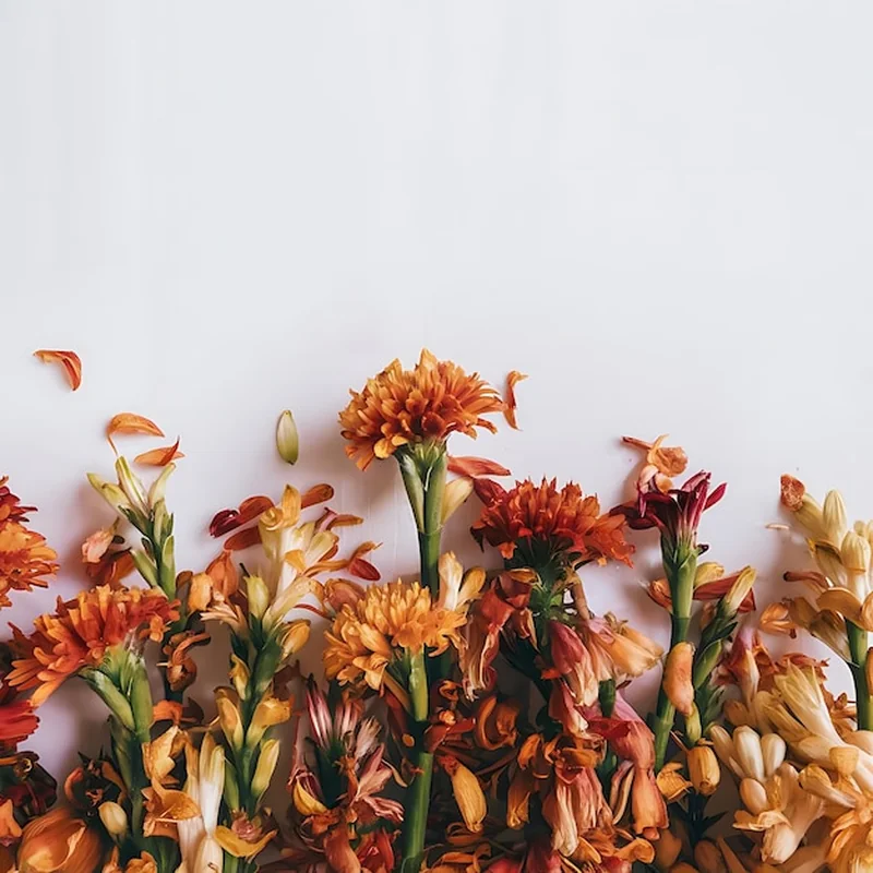 Kwiaty jesienne na balkon – jakie wybrać na taras?