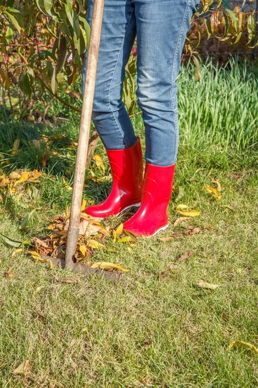 Kobieta ogrodniczka w czerwonych kaloszach grabi suche liście w jesiennym ogrodzie