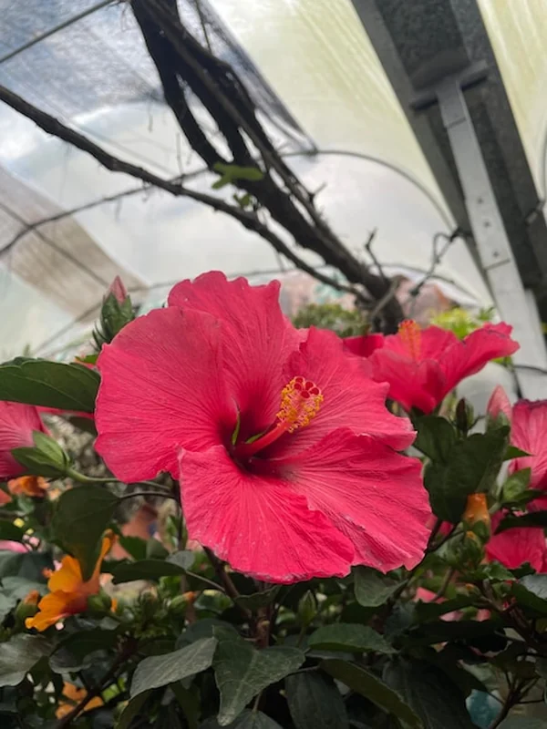 Piękny różowy kwiat hibiskusa z świeżym kwiatem