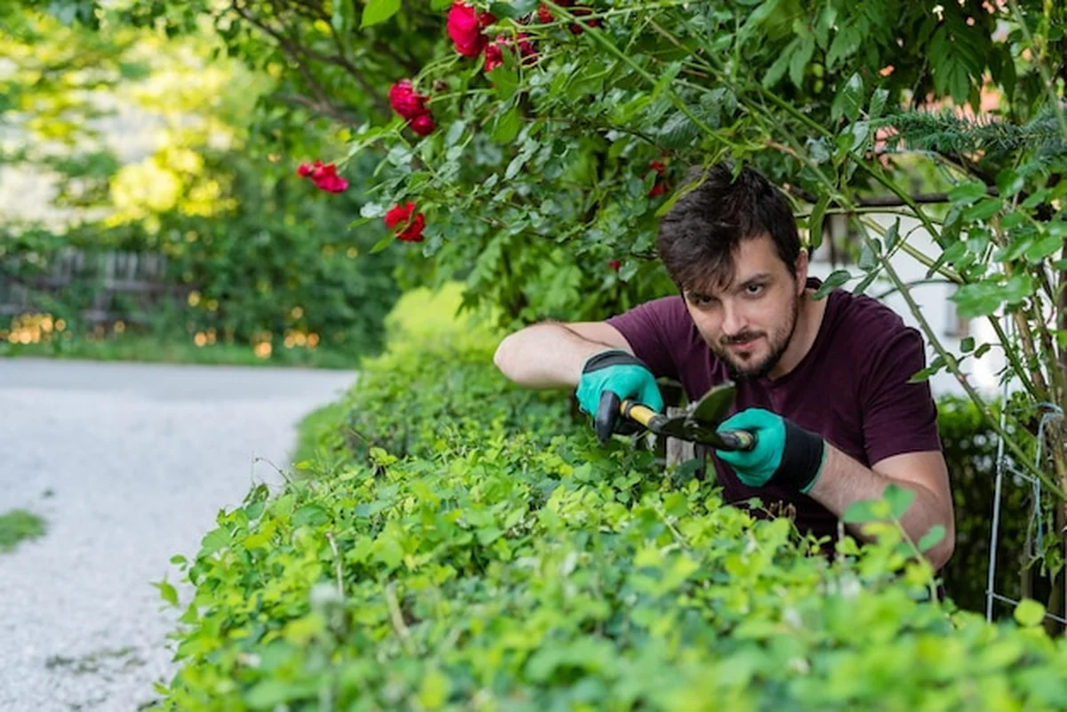 Mężczyzna ogrodnik przycinający żywopłot na wiosennym podwórku