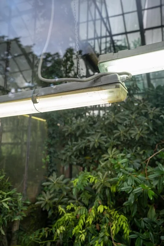 Lampa fito do wzrostu roślin w szklarni podczas zimy