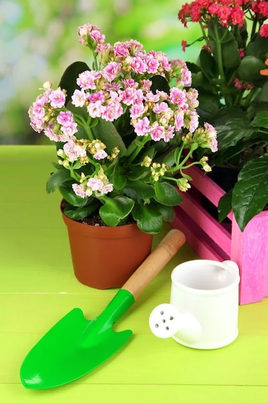 Piękne kwiaty w doniczkach na drewnianym stole