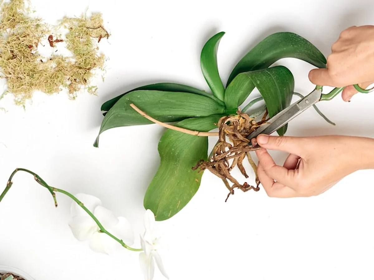 Kobieta przesadzająca orchideę w domu