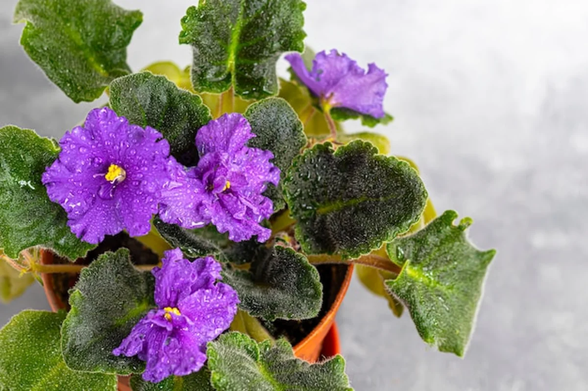 Senpolia kwitnie w doniczce na szarym tle