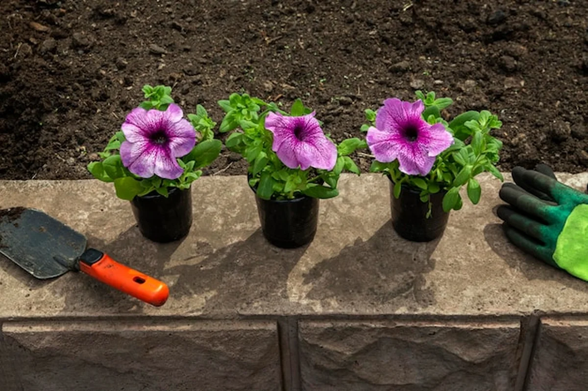 Sadzonki kwitnących petunii na klombie w ogrodzie