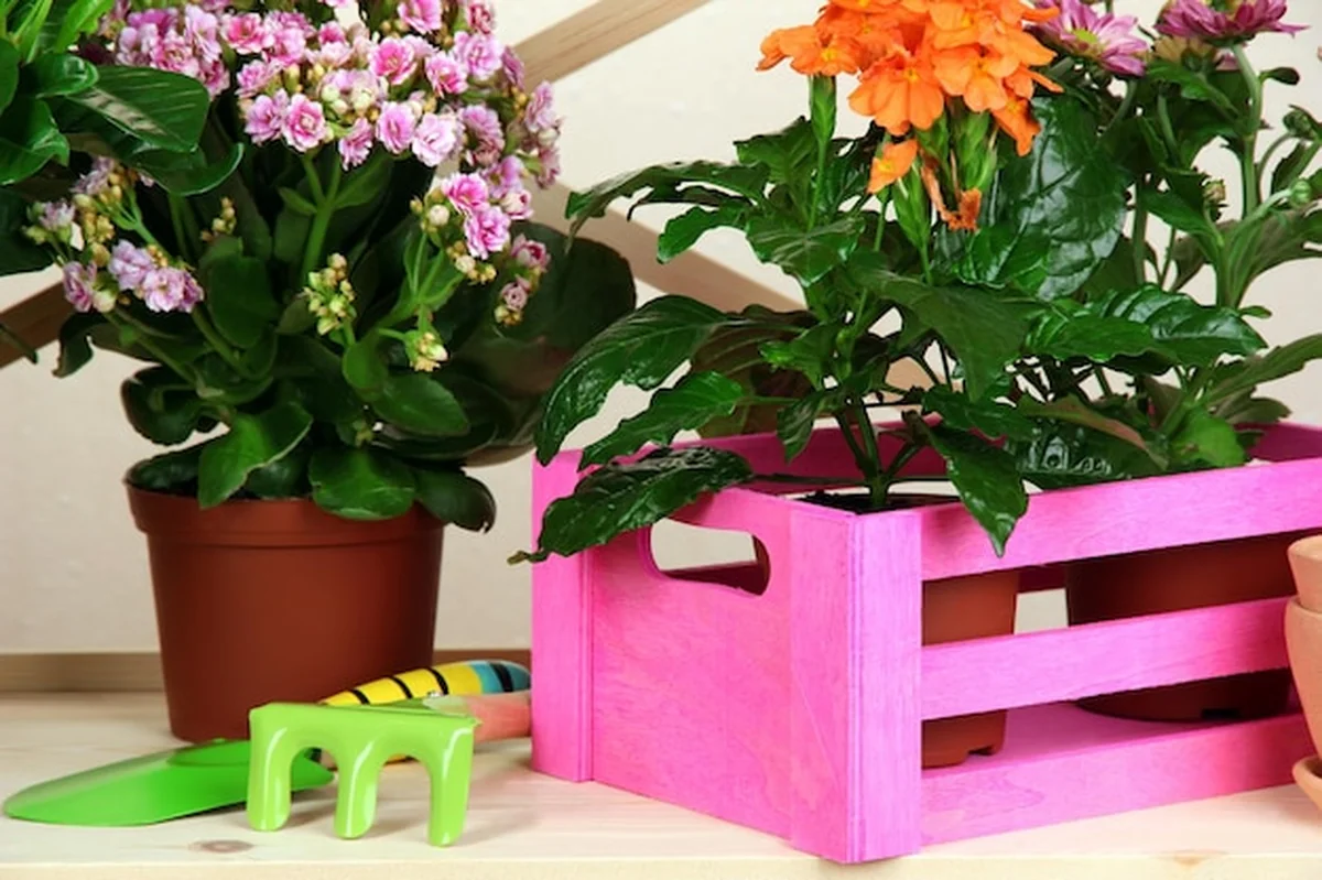 Kwiaty w doniczkach na drewnianych półkach