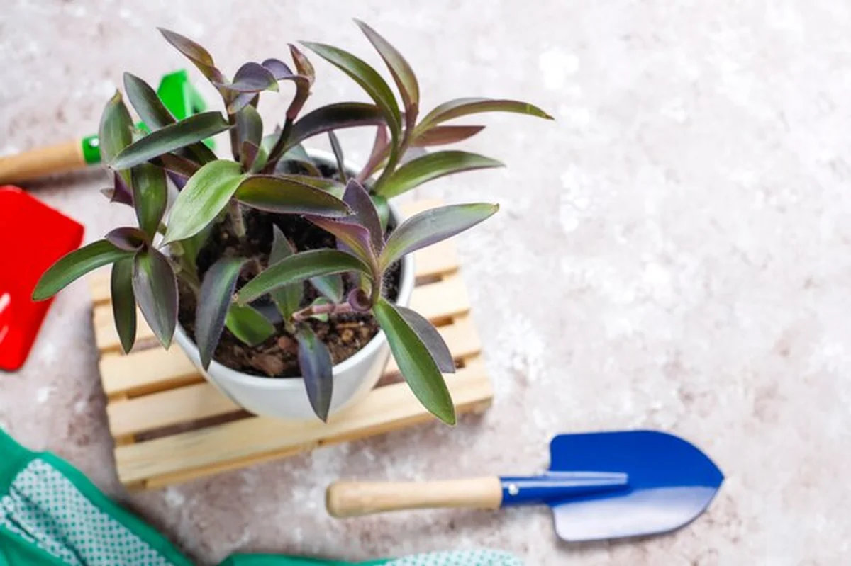 Narzędzia ogrodnicze i rękawice na roślinach domowych, widok z góry