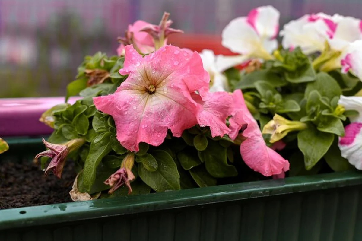 Zbliżenie różowej rośliny kwitnącej