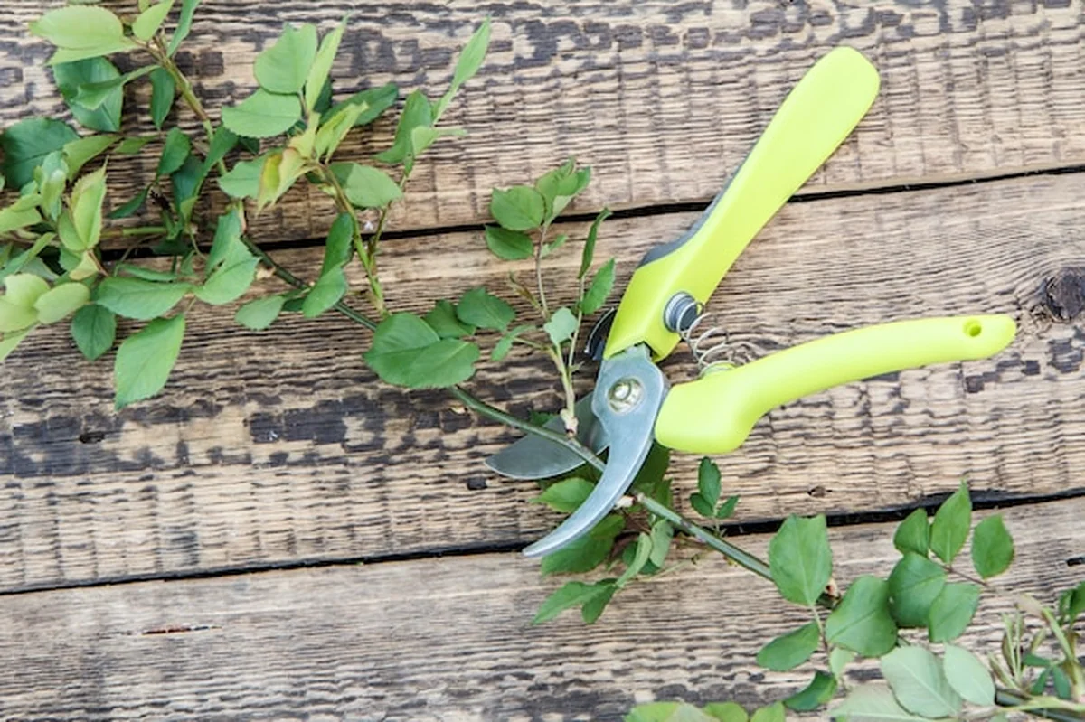 Sekator tnący gałąź róży na desce