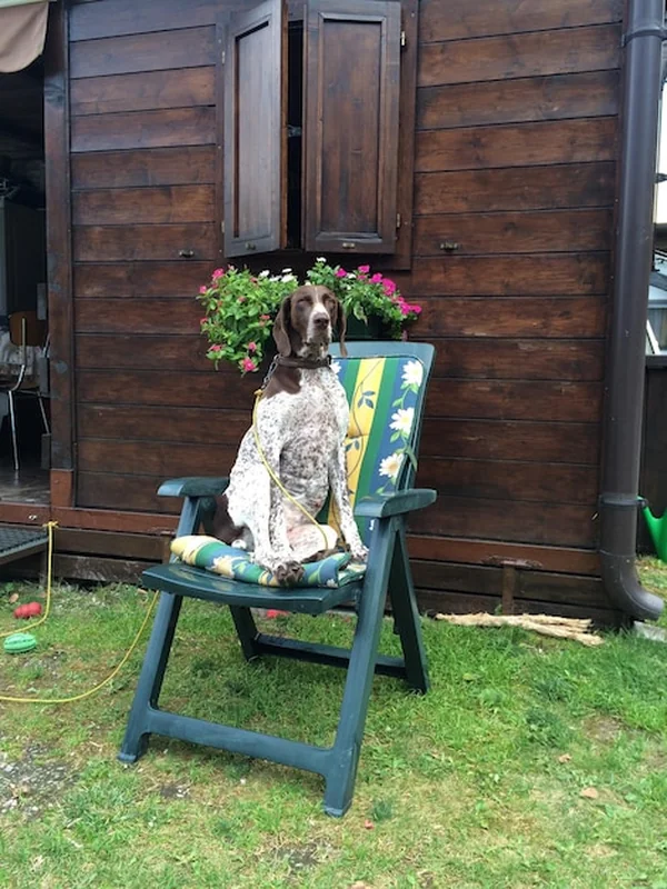 Pies siedzący na krześle na podwórku