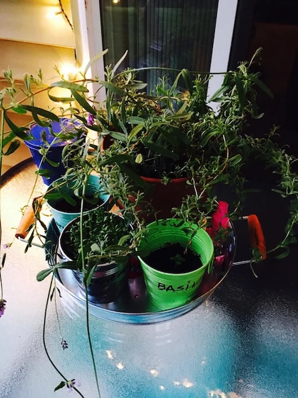 Zbliżenie rośliny w doniczkach