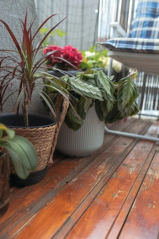 Rośliny w doniczce na balkonie