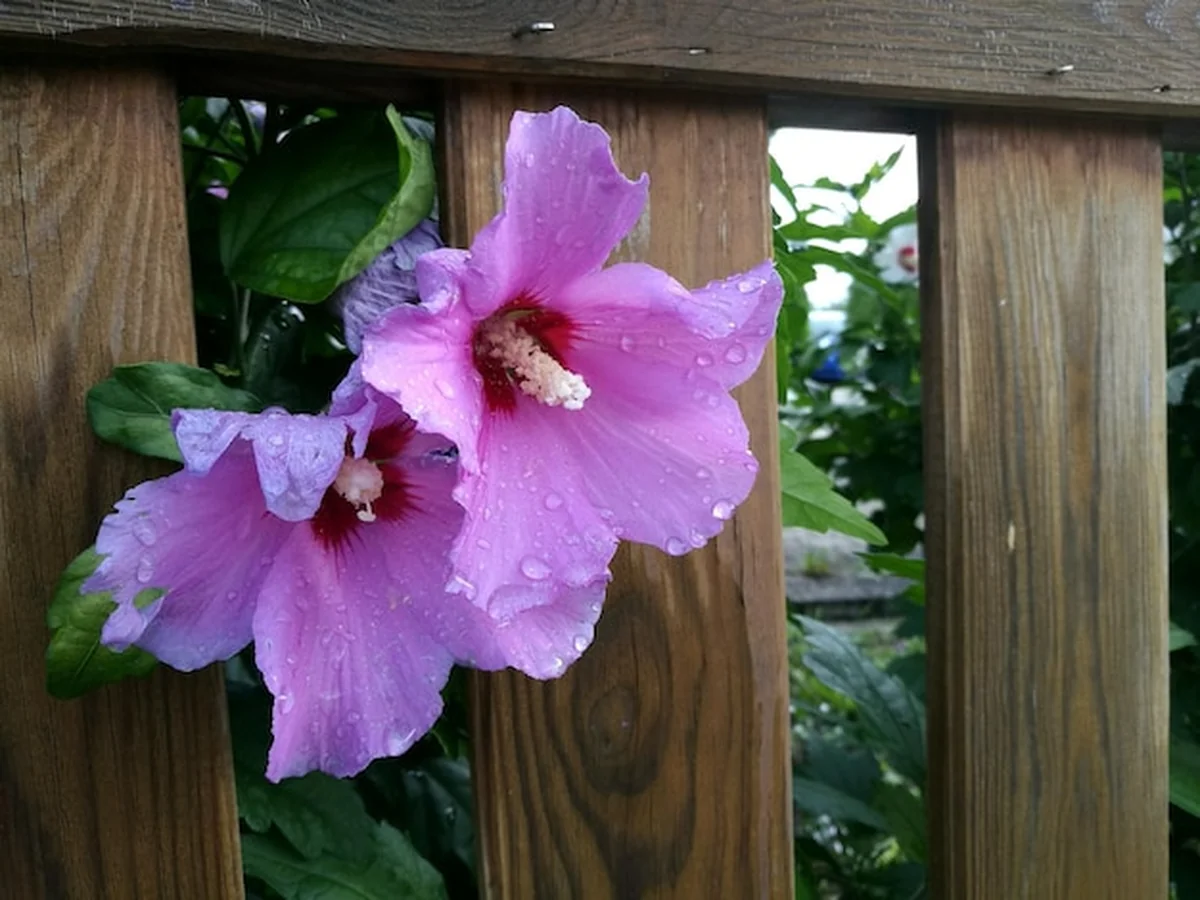 Zbliżenie różowego kwiatu