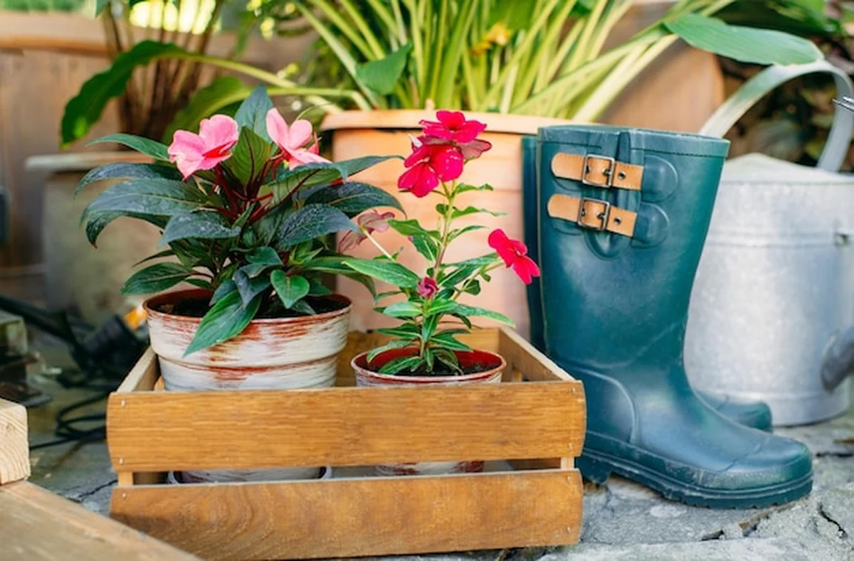 Kwiaty w drewnianych doniczkach i narzędzia ogrodnicze w szklarni