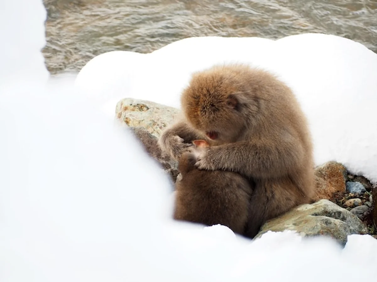 Małpy bawiące się w śniegu