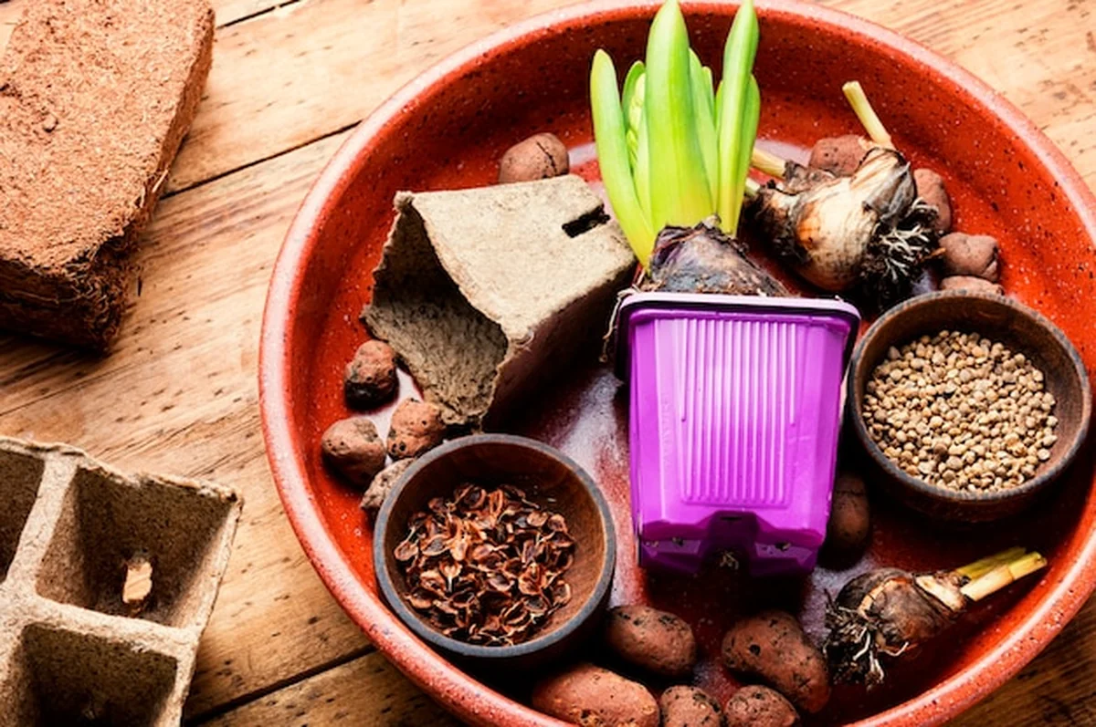 Sadzonka wiosennych kwiatów i narzędzia ogrodnicze