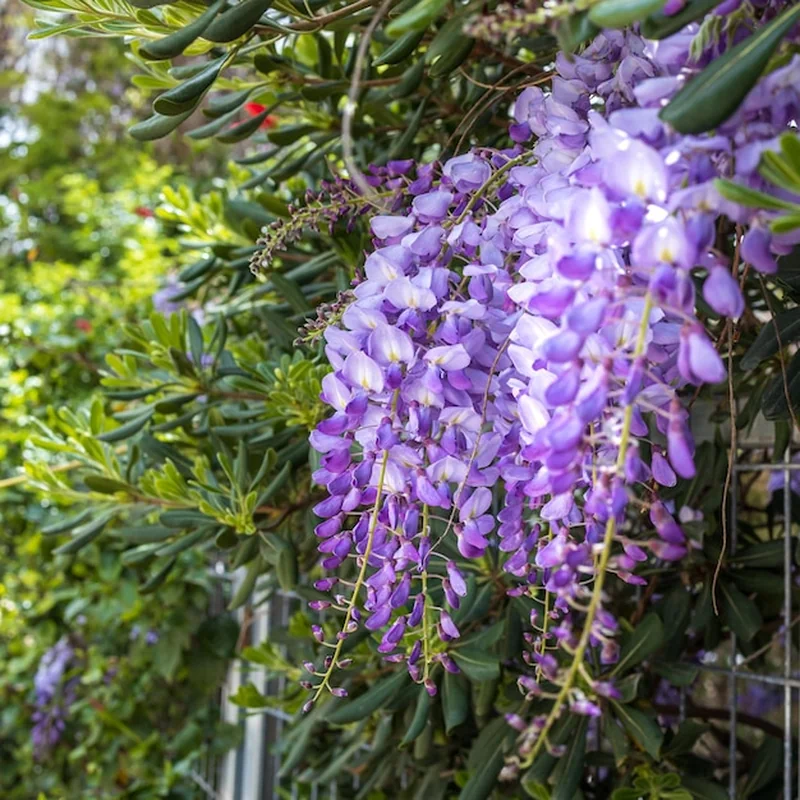 Wisteria na balkonie – jak uprawiać glicynię w donicy?