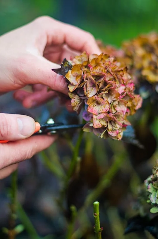 Ręczne cięcie starych kwiatów hortensji nożyczkami