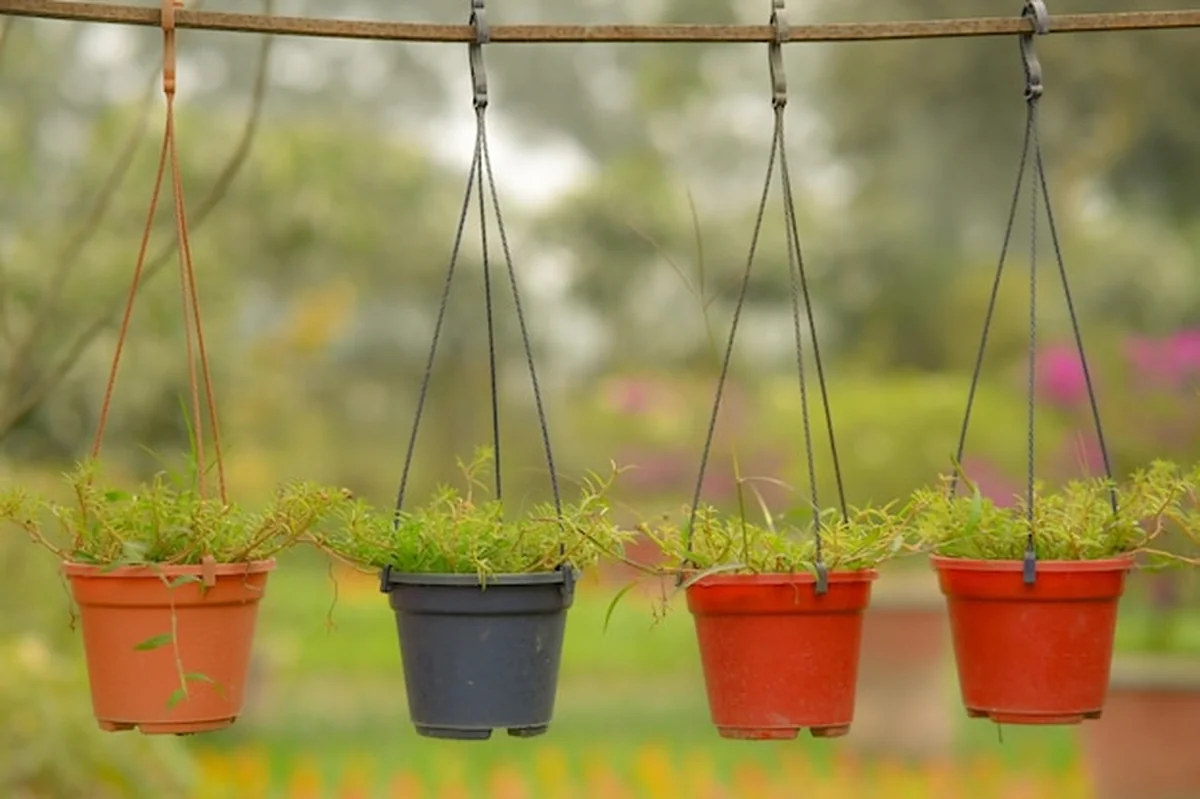 Rośliny wiszące na garnku w ogrodzie