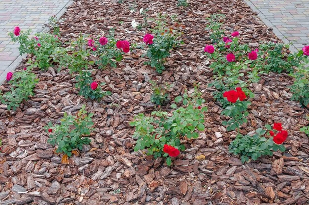 Mulcz z kory drzewa pod różami w ogrodzie kwiatowym