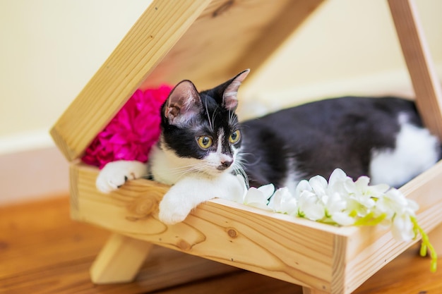 Czy bratki są trujące dla kota? Bezpieczne kwiaty balkonowe