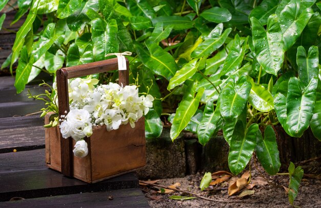 Jaśminowiec w ogrodzie – jak stworzyć piękne kompozycje?