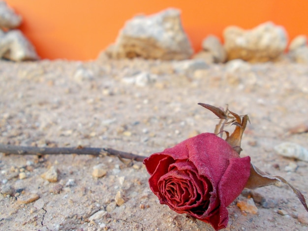 Kamienie pod róże – jak ściółkować piękne róże?