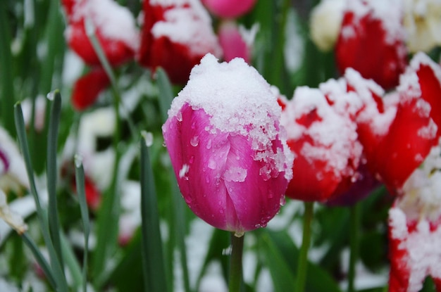 Kiełkujące tulipany a mróz – jak chronić cebulowe rośliny?