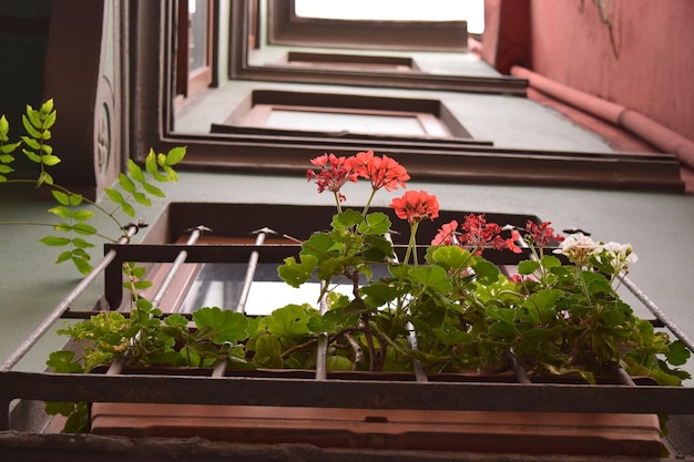 Mini ogrodek na balkonie