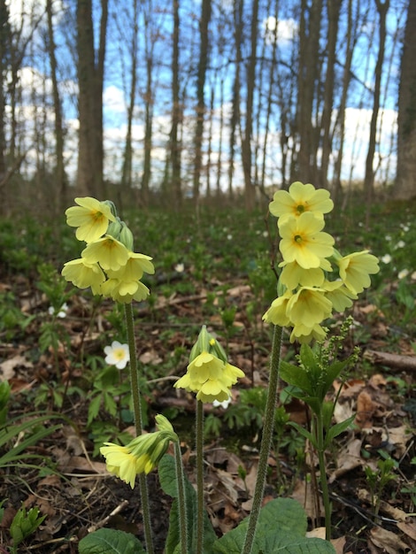 Pierwiosnki po przekwitnięciu – jak dbać o ogród?