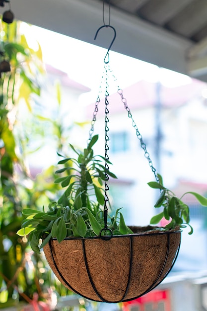 Podwieszana doniczka – jak stworzyć zielony kącik?