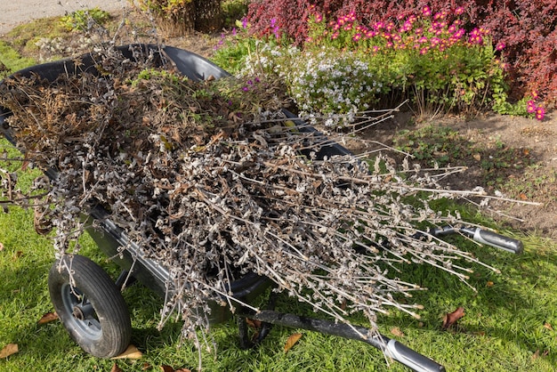 Jak ożywić zaniedbany ogród? Porady od Laurencji Wons